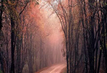 WNBA历史MVP次数排行：威尔逊4次居首，斯沃普斯3次次席